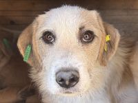 Marlon, zurückhaltender und sozialer, der auf menschliche Geborgenheit wartet, 1 Jahr, 54 cm