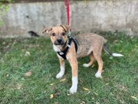 Begleiter mit großem Herz - Prinz Charming