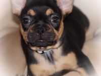 Französische Bulldoggen Welpen Rüden von komplett ausgewerteten Elterntieren
