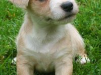 Malteser Jack Russel Mischlingswelpen