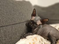 Wunderschöne Sphynx Kitten mit Tasthaare suchen neues zu Hause