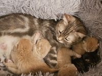 BKH Kitten Abzugeben