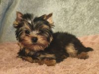 Reinrassige Yorkshire Terrier