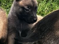 Malinois Welpen, Deutscher Schäferhund
