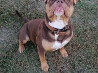 Wurfankündigung oeb Welpen