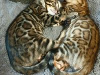 Bengal kitten mit Stammbaum