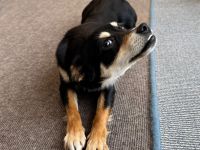 Welpe Olivia / weiblich / in 26160 Bad Zwischenahn (Niedersachsen)