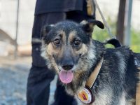 Menschenbezogene Tiri sucht Familienanschluss