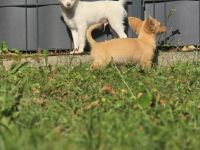 2 süße Chihuahua welpen zu verkaufen