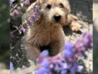 Labradoodle sucht dringend ein neues zuhause