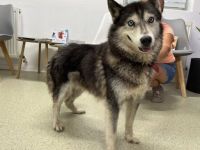 Husky-Energiebündel Gioia sucht eine aktive Familie