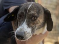 Nora, zarte, unsichere Hündin, die sanfte und geduldige Menschen sucht, 1 Jahr, 51 cm