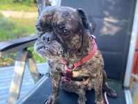 Debbie in 25524 Breitenburg sucht ihr Für-immer-Zuhause