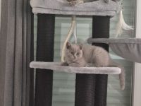 BKH Katzen mit Stammbaum, Britisch Kurzhaar Katzen mit