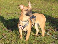 Kleine Nelly sucht sicheres Zuhause!