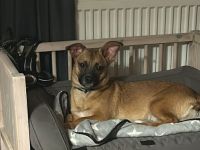 Kleine Nelly sucht sicheres Zuhause!