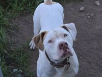 American Bulldog x Old english Bulldog Rüde