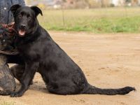 Noir, wunderschöne Mischlingshündin hat noch ein paar Flausen im Kopf