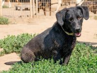 Deka, kleiner junger Rüde sucht eine liebe Familie