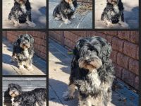 Liebe Hündinnen  (Tibet Terrier o. Tibet-Mix), 6-7 Jahre, in liebe+zuverlässige Hände zu vermitteln.