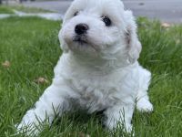 Bichon Frisé Welpen