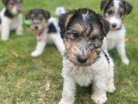 Drahthaar Foxterrier Welpen mit Ahnentafel
