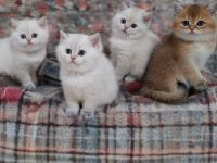 BKH of golden Marker