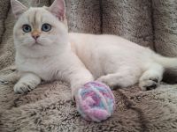 Reinrassiges BKH Kitten Mädchen mit Stammbaum - Abgabebereit