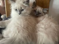 Reinrassige Neva Masquerade-Kätzchen sind bereit, nach neuen Besitzern zu suchen.