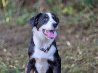 Süße Border /Aussi Hündin sucht