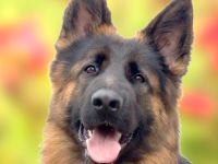 Pretty Diana - mit Stammbaum