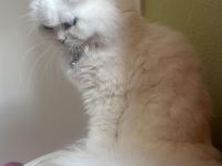 Wunderschöne Perserkatze (2 Jahre, kastriert, geimpft) in liebevolle Hände abzugeben 🐾