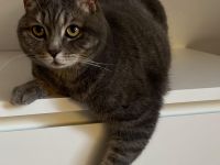 Britisch Kurzhaar x Bengal Mix Katze (5 Jahre, kastriert) 🐾