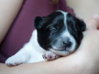 Großspitz Grossspitz Welpen