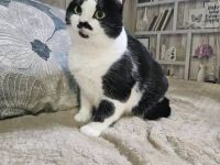 Mint in schwarz weiß sucht körbchen