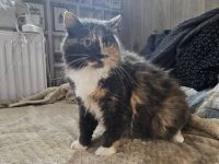 Wuschel Hudson verzaubert alle