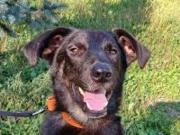 Junger lieber Roni sucht ....