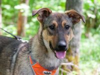 Mutiger Krosh sucht aktive Familie