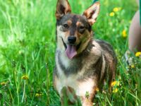 Sanfte Leila sucht ihr zu hause