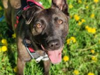 Ziganka sucht lievolles zu hause