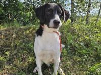 Schwarz/weißer Seva sucht seine Menschen