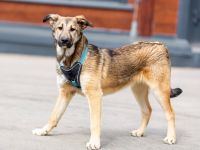 Süßer Caesar sucht liebevolle Menschen