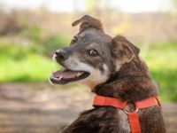 Freundlicher Motya sucht zu hause