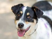 Anhänglich Loki will nach hause