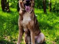 Der wunderschöne Bond sucht ein zu hause