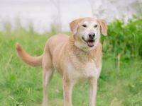 Ulan, weiches Herz wartet auf einen tollen Besitzer