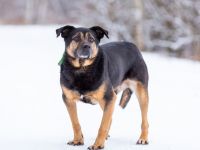 Kuschel Diesel sucht Familie