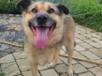 Mukhtar auf drei beinen durchs leben