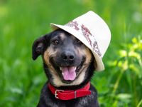 Sean sucht seine begleiter fürs leben