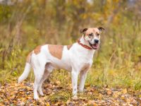 Shonny .. Wer gibt ihm sein für immer zu hause